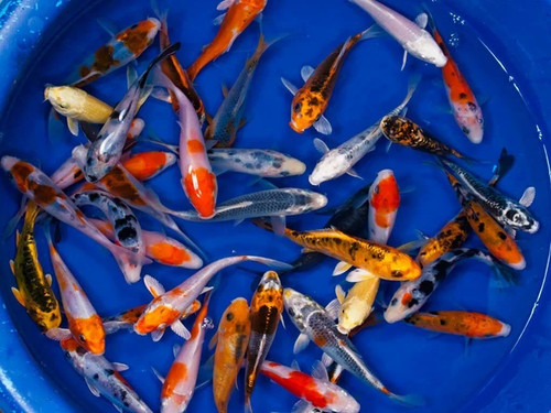 Carpe koi selezionate 8cm - carpe, 7-8cm
