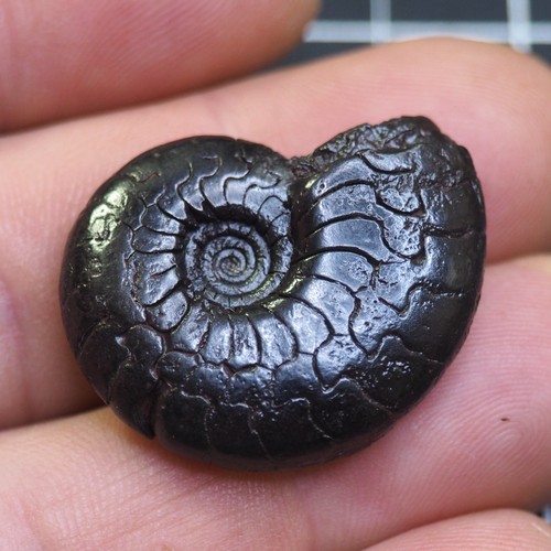 Cymaclymenia striata goniatite