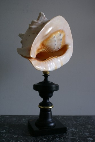 Grand coquillage orange - grand, coquillage,