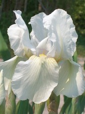 rizoma di Iris Germanica Immortality, iris barbate, Rifiorente