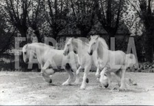 Foto vintage Londra, i cavalli  per la consegna della birra, stampa 19x13 cm