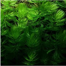 4 x Pianta Acquario Pratino