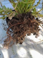 Aptenia Fiore Fucsia Ben