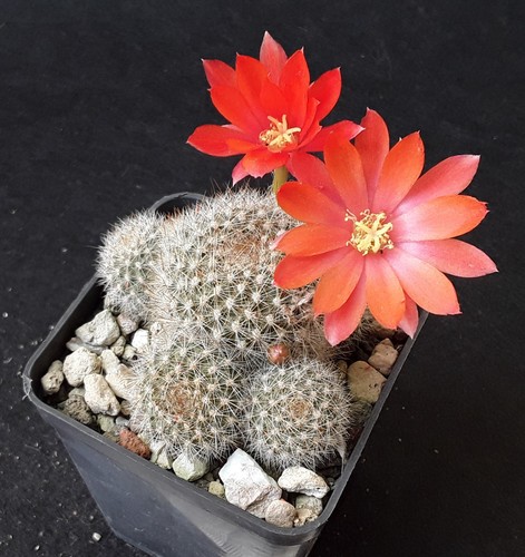 Rebutia narvaecensis adult