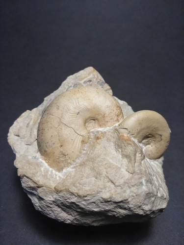 Ammonite glochiceras - ammonite,