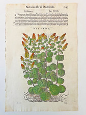 MATTIOLI Xilografia 1500 Botanica Erbario Piante "DITTAMO"