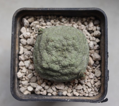 Pseudolithos cubiformis cactus