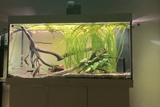 Juwel Rio 350 Led Bianco Con Mobile 