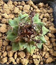 Turbinicarpus alonsoi Xichu