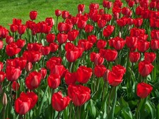 8 Bulbi di TULIPANI RED