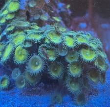 Corallo Palythoa Toxic Green