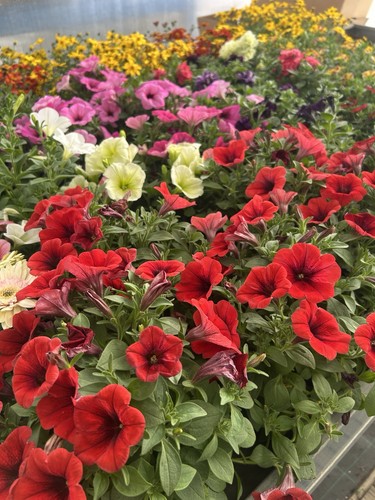Mix piante fiorite pezzi - mix,