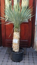 Yucca rostrata dal Messico