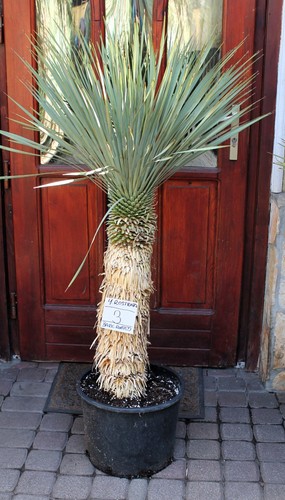 Yucca rostrata dal messico - yucca,