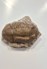 FOSSIL trilobite   VERY RARE SPECIE   !!