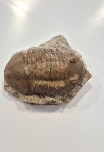 Fossil trilobite very rare - ,