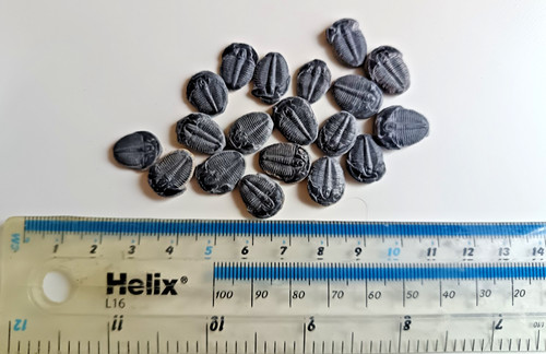 Small sized cambrian elrathia - sized,
