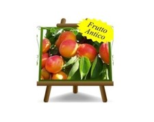 Albicocco Pellecchiella su