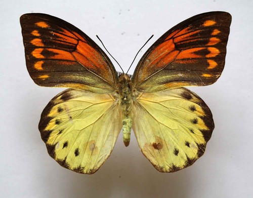 Hebomoia leucippe ssp boano - ssp,