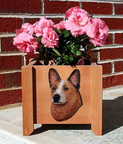 Australiano bestiame cane - bestiame,