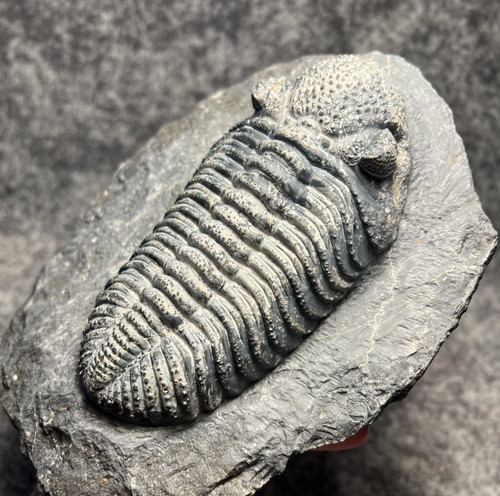 Drotops megalomanicus