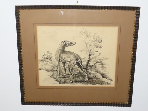 Disegno levriero - ", "