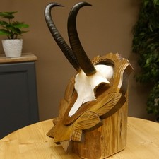 Gamsgeweih Geiß Sl 19,7 CM