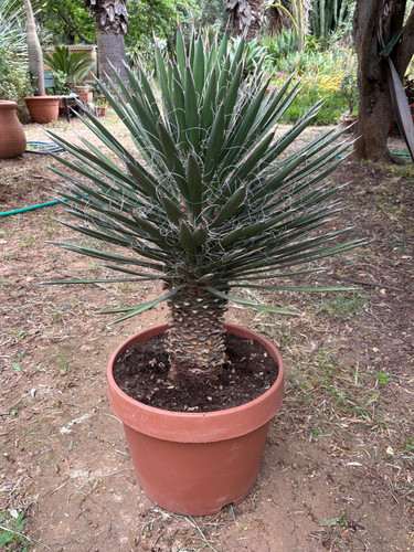Yucca filifera pianta - filifera,