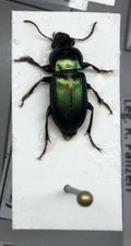 Harpalus distinguendus, Coleoptera Carabidae, Ground BEETLE Insect -Italy -