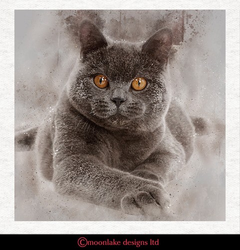 Gatto pelo corto blu - gatto,