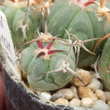 Echinocactus horizonthalonius