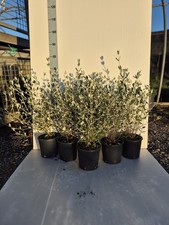 Teucrium - Camedrio, Pianta