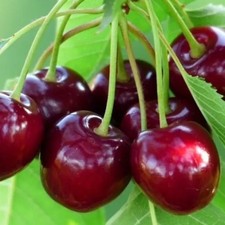 Pianta frutto ciliegia - da,