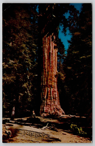 Sequoia national park - sequoia,