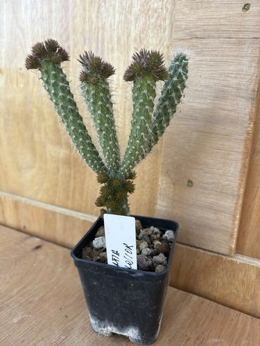 Opuntia spinosior - opuntia,