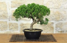 Prebonsai di Ginepro Kishu
