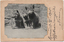 CUCCIOLI DI CANE LUPO CANI DOGS PETS POSTCARD CARTOLINA FP DA ROMA A SCANNO