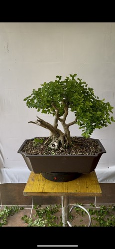 Pre bonsai ligustro vaso - ligustro,