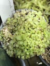 Pinguicula moranensis