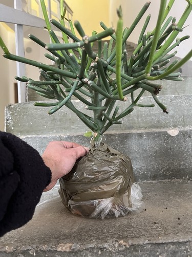 Euphorbia tirucalli pianta - tirucalli, ,