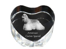 Cocker Spaniel Americano -