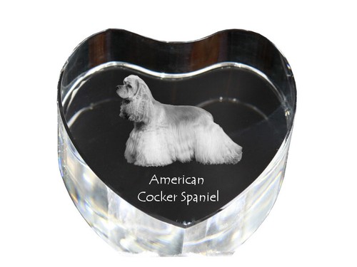 Cocker spaniel americano - americano,