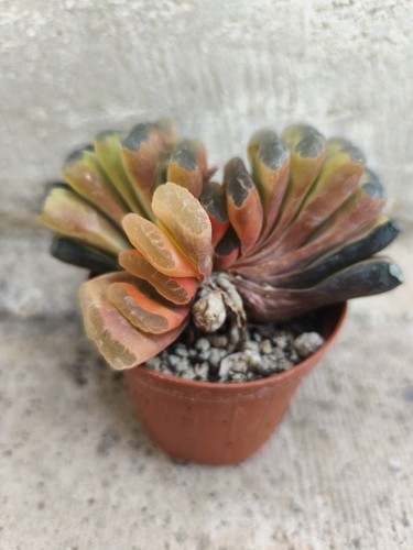 Haworthia truncata variegated - haworthia,