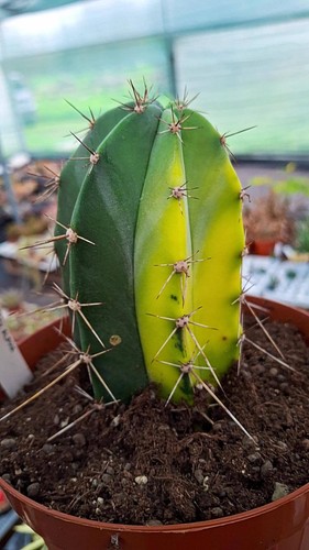 Stenocereus variegata - stenocereus,