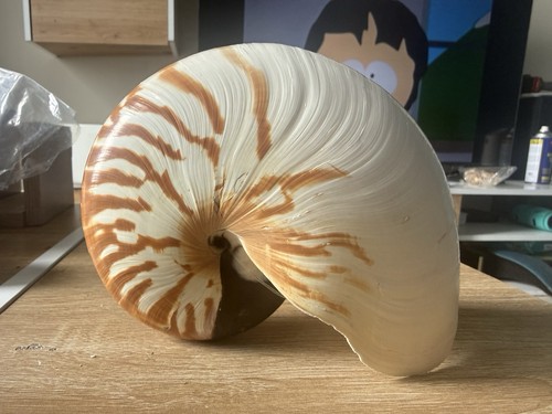 Nautilus isola pasqua - nautilus,