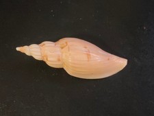 Conchiglia Shell Voluta
