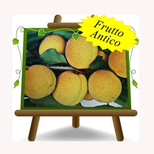 Albicocco velletri vaso - , da