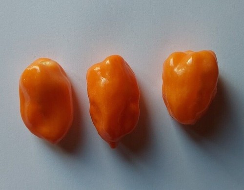 Habanero francisca polvere - habanero,
