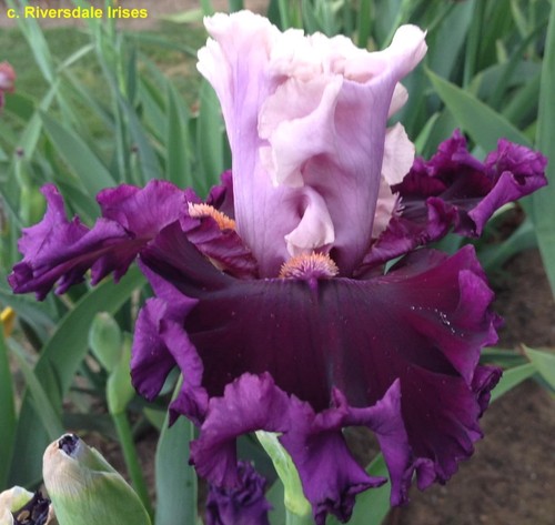 Iris swivel hips thomas - 'swivel, (thomas