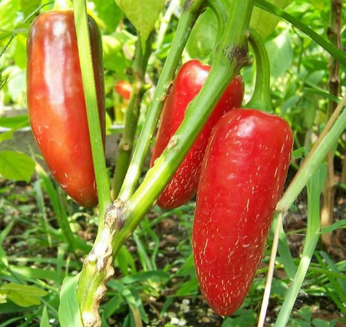 Peperoncino jalapeno early - peperoncino,